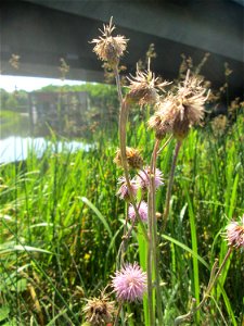 Acker-Kratzdistel (Cirsium arvense) im Bürgerpark Saarbrücken