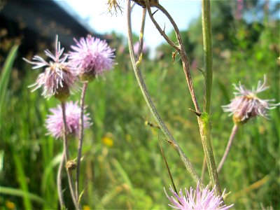 Acker-Kratzdistel (Cirsium arvense) im Bürgerpark Saarbrücken