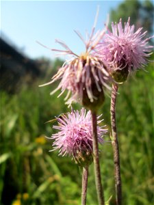 Acker-Kratzdistel (Cirsium arvense) im Bürgerpark Saarbrücken