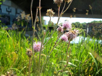 Acker-Kratzdistel (Cirsium arvense) im Bürgerpark Saarbrücken