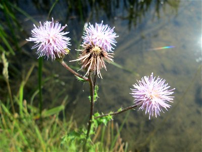 Acker-Kratzdistel (Cirsium arvense) im Bürgerpark Saarbrücken