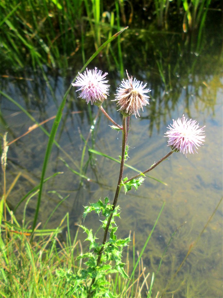 Acker-Kratzdistel (Cirsium arvense) im Bürgerpark Saarbrücken
