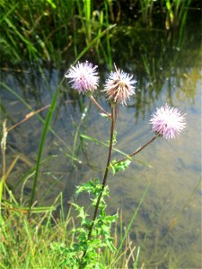 Acker-Kratzdistel (Cirsium arvense) im Bürgerpark Saarbrücken