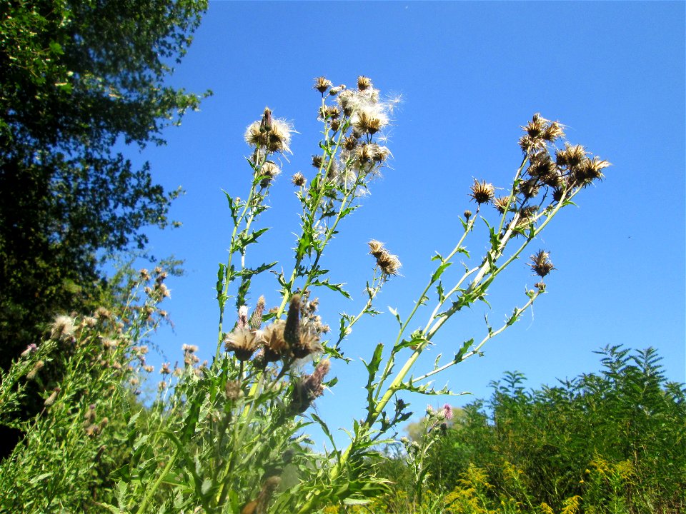 Acker-Kratzdistel (Cirsium arvense) im Naturschutzgebiet „St. Arnualer Wiesen“