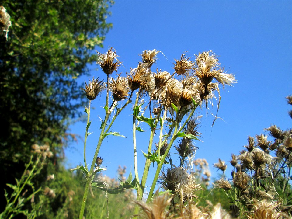 Acker-Kratzdistel (Cirsium arvense) im Naturschutzgebiet „St. Arnualer Wiesen“