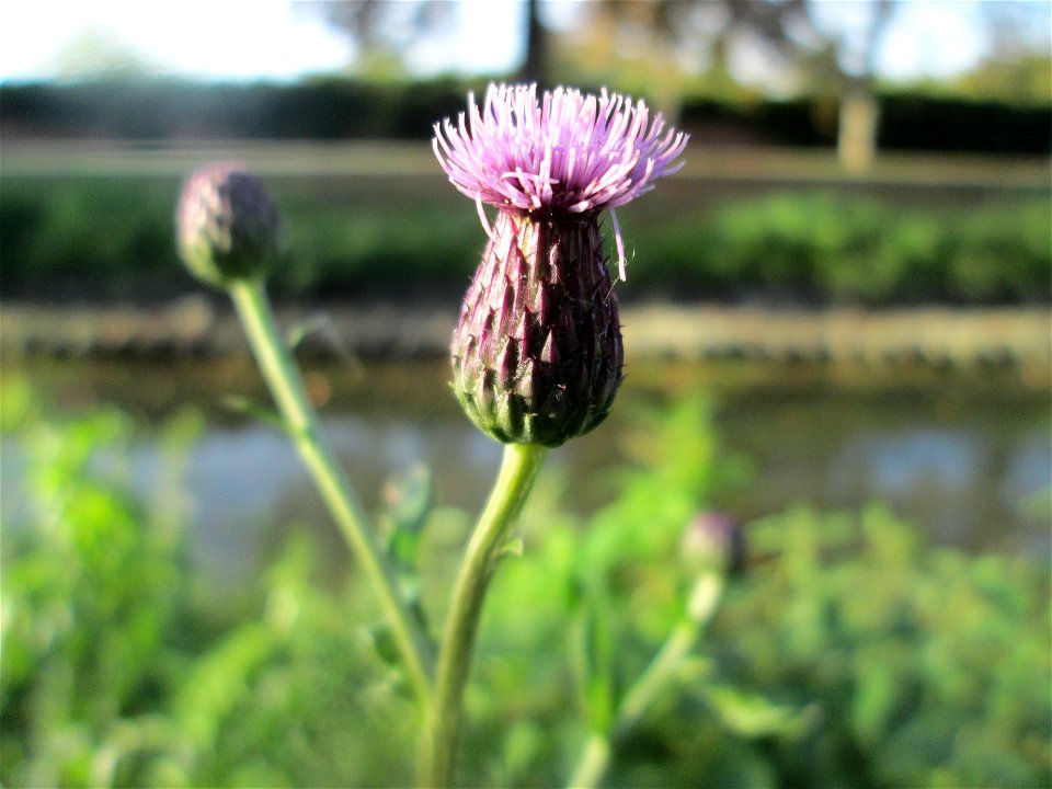 Acker-Kratzdistel (Cirsium arvense) am Zähringer Kanal in Schwetzingen