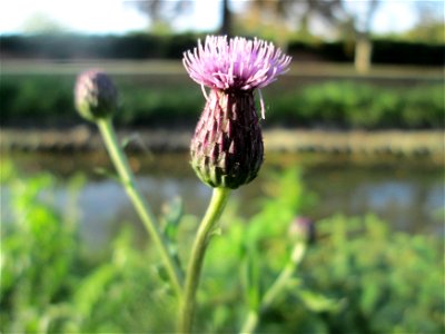 Acker-Kratzdistel (Cirsium arvense) am Zähringer Kanal in Schwetzingen