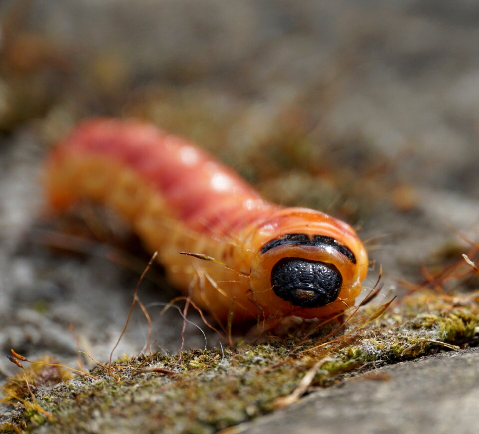 Insect close up animal