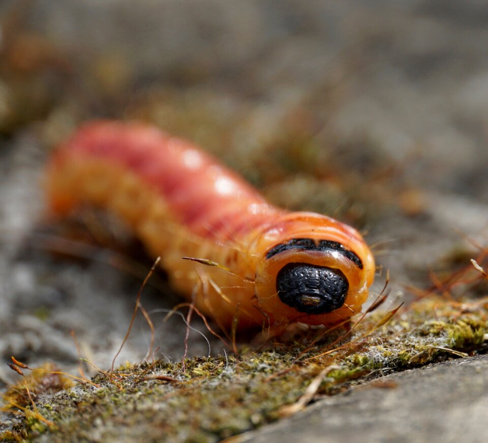 Insect close up animal photo