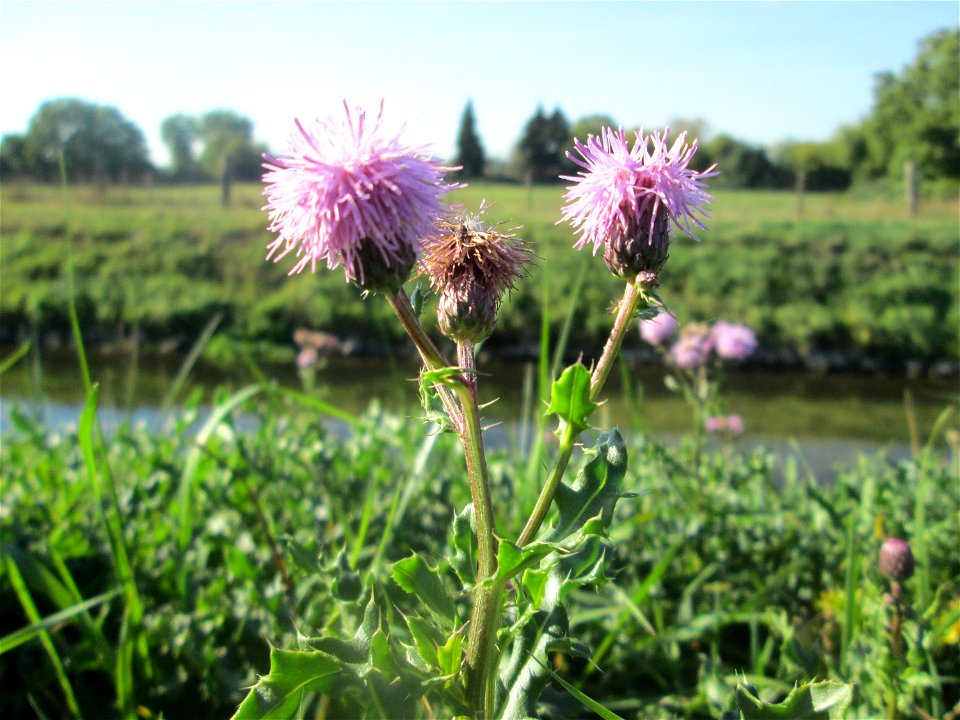 Acker-Kratzdistel (Cirsium arvense) am Kraichbach in Hockenheim