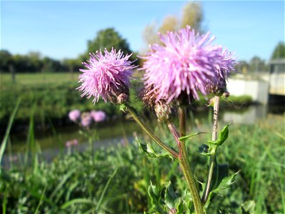 Acker-Kratzdistel (Cirsium arvense) am Kraichbach in Hockenheim