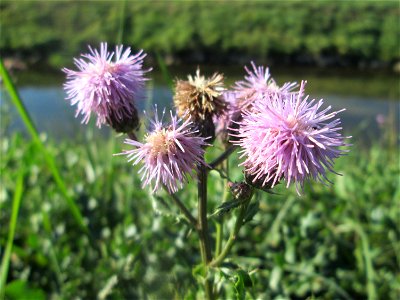 Acker-Kratzdistel (Cirsium arvense) am Kraichbach in Hockenheim