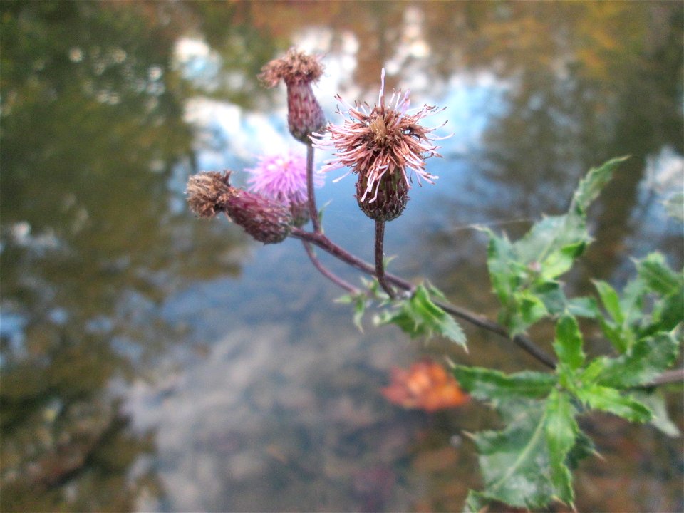 Acker-Kratzdistel (Cirsium arvense) im Schwetzinger Schlossgarten