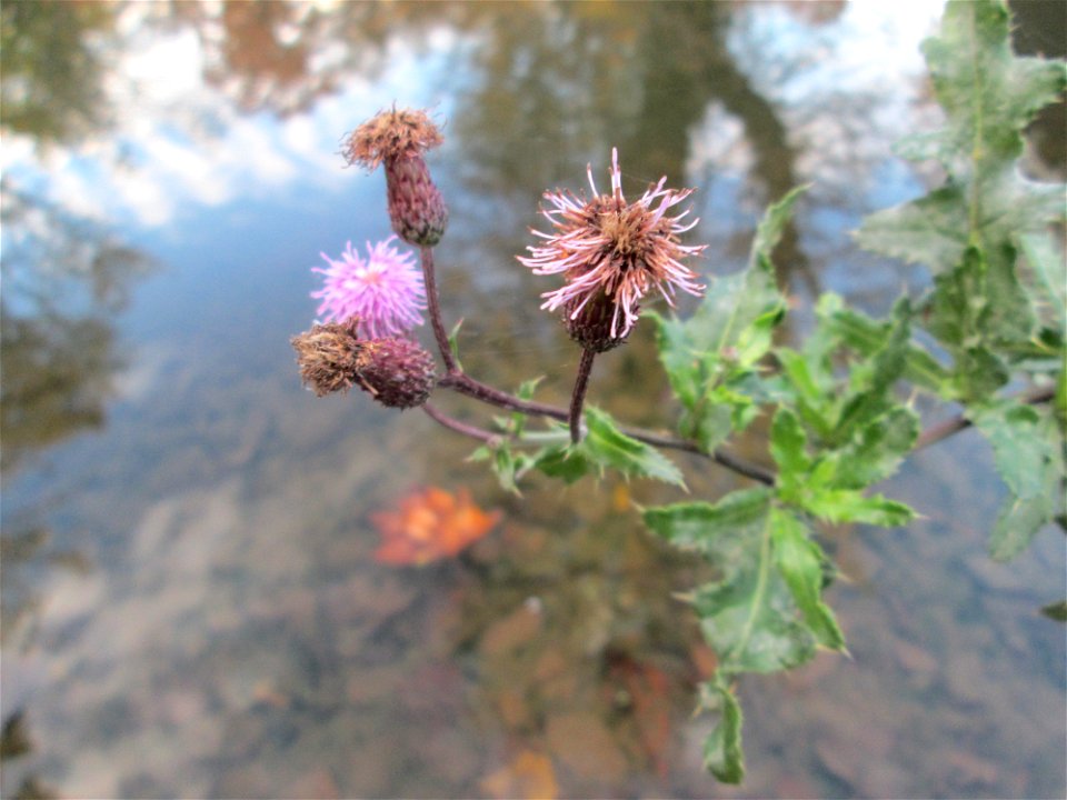 Acker-Kratzdistel (Cirsium arvense) im Schwetzinger Schlossgarten
