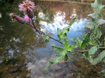 Acker-Kratzdistel (Cirsium arvense) im Schwetzinger Schlossgarten