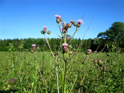 Acker-Kratzdistel (Cirsium arvense) im Naturschutzgebiet „Hochholz-Kapellenbruch“