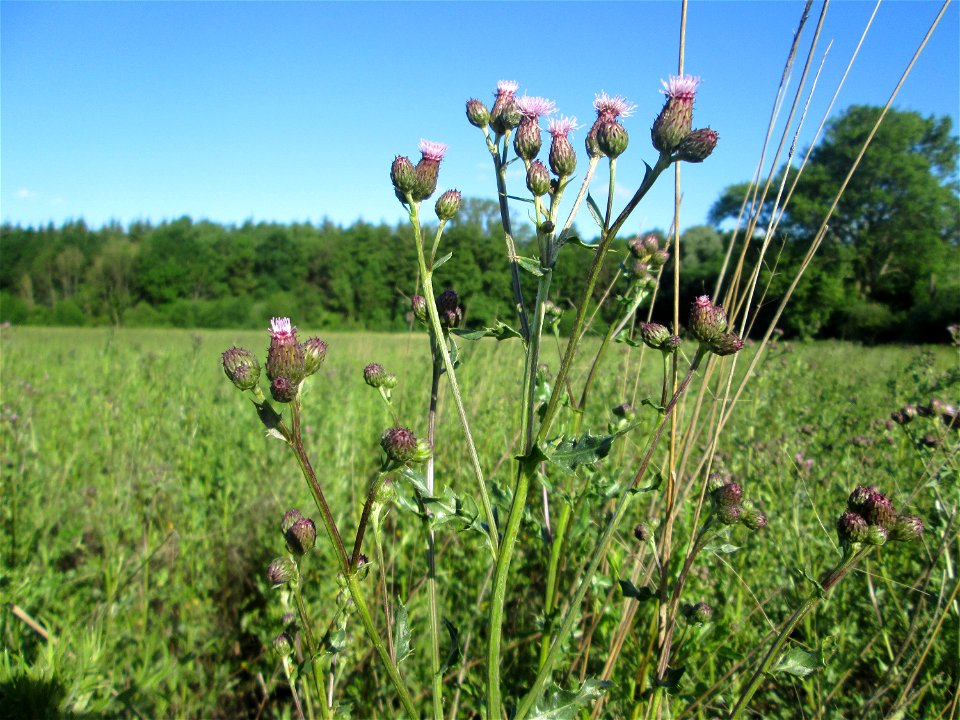 Acker-Kratzdistel (Cirsium arvense) im Naturschutzgebiet „Hochholz-Kapellenbruch“