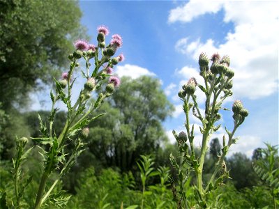 Acker-Kratzdistel (Cirsium arvense) im Naturschutzgebiet „St. Arnualer Wiesen“