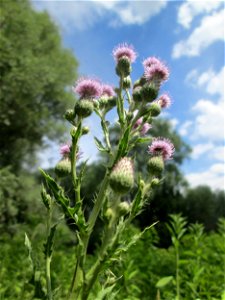Acker-Kratzdistel (Cirsium arvense) im Naturschutzgebiet „St. Arnualer Wiesen“