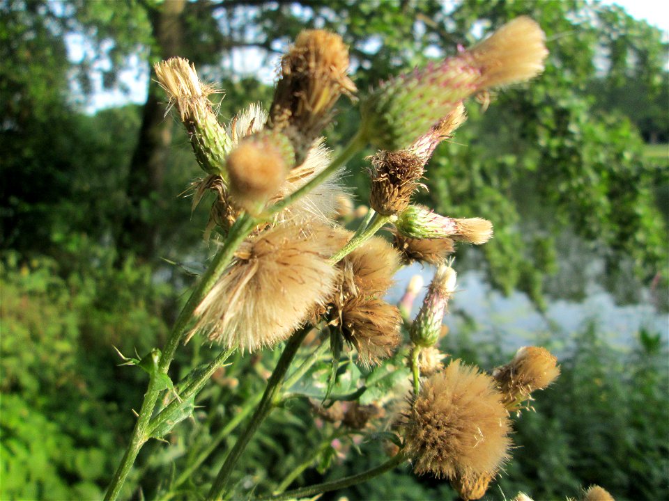 Acker-Kratzdistel (Cirsium arvense) an der Saar in Saarbrücken