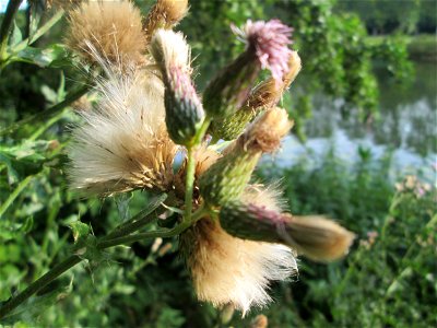 Acker-Kratzdistel (Cirsium arvense) an der Saar in Saarbrücken