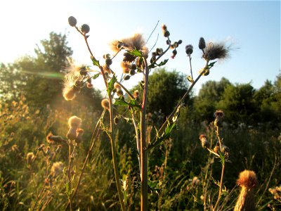 Acker-Kratzdistel (Cirsium arvense) im Naturschutzgebiet „St. Arnualer Wiesen“