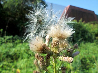 Acker-Kratzdistel (Cirsium arvense) an A6 in Güdingen