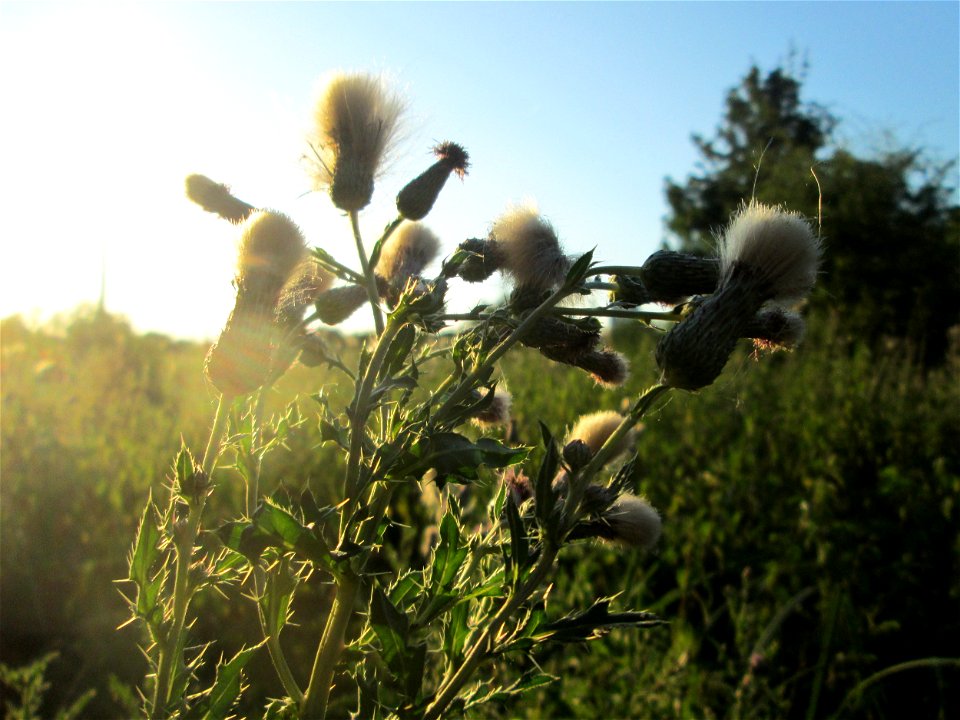 Acker-Kratzdistel (Cirsium arvense) im Naturschutzgebiet „St. Arnualer Wiesen“