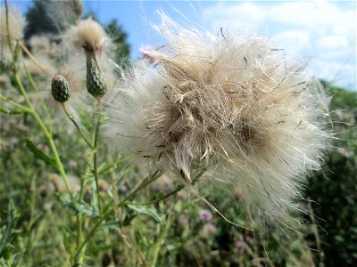 Acker-Kratzdistel (Cirsium arvense) in den Sankt Arnual Wiesen gegenüber vom Osthafen Saarbrücken (Außerhalb vom NSG)