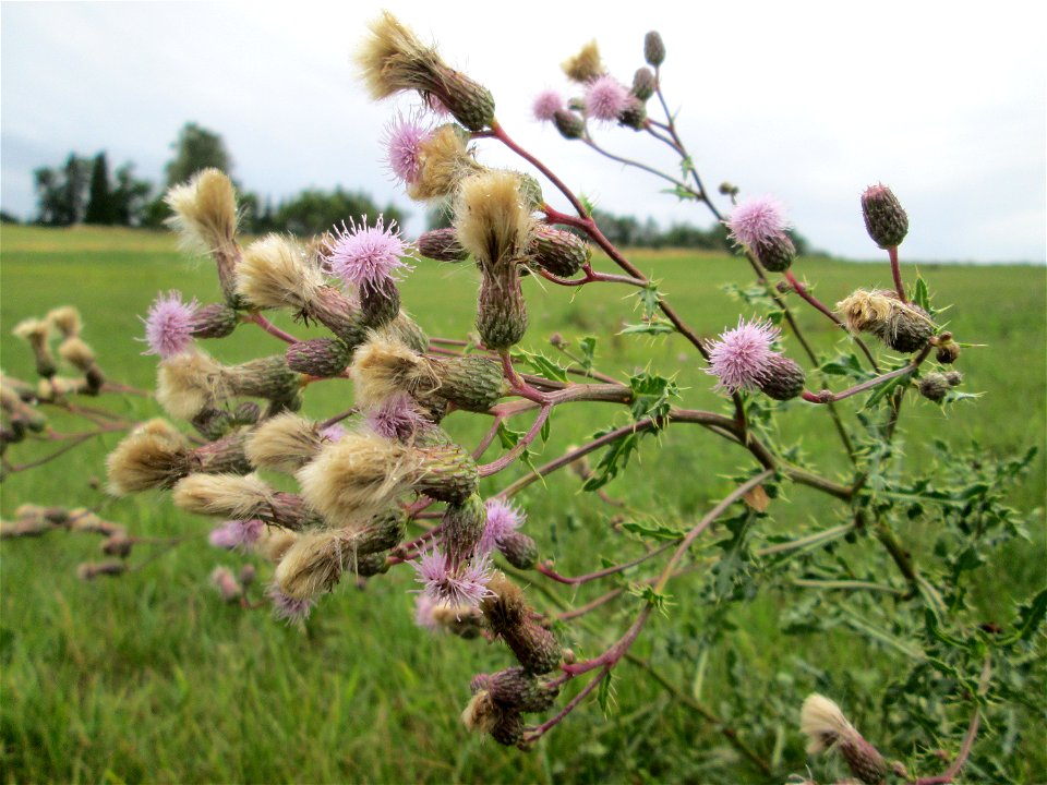 Acker-Kratzdistel (Cirsium arvense) bei Kennfus