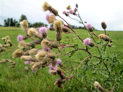 Acker-Kratzdistel (Cirsium arvense) bei Kennfus