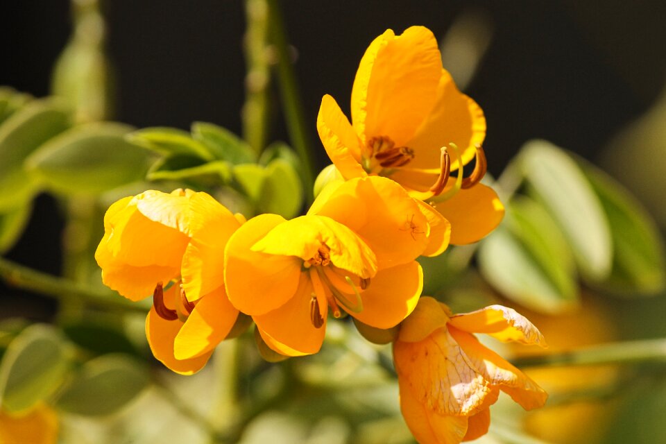 Flower yellow medicinal plant