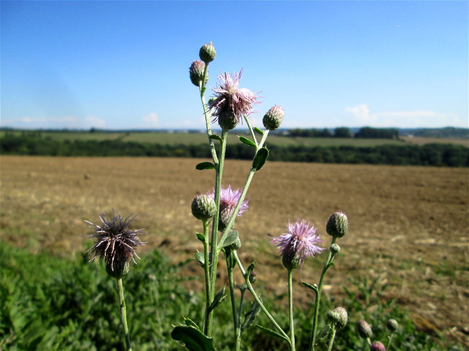 Acker-Kratzdistel (Cirsium arvense) bei Bischmisheim