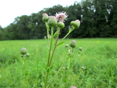 Acker-Kratzdistel (Cirsium arvense) am Hauptfriedhof Saarbrücken