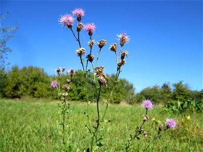 Acker-Kratzdistel (Cirsium arvense) auf einer Streuobstwiese bei Bischmisheim
