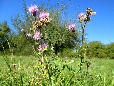 Acker-Kratzdistel (Cirsium arvense) auf einer Streuobstwiese bei Bischmisheim
