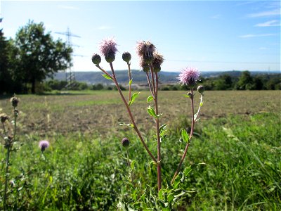 Acker-Kratzdistel (Cirsium arvense) bei Bischmisheim