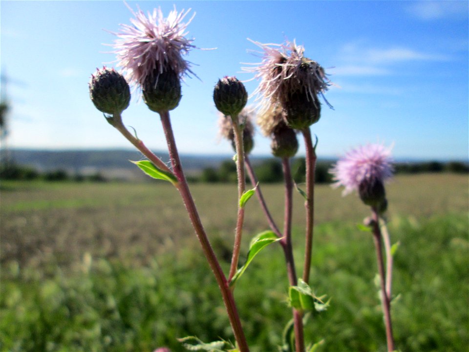Acker-Kratzdistel (Cirsium arvense) bei Bischmisheim