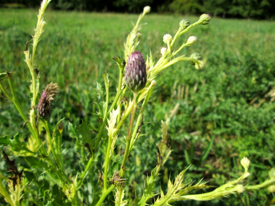 Acker-Kratzdistel (Cirsium arvense) auf einer Saaraue bei Grosbliederstroff
Français :  Cirse des champs