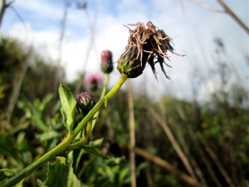 Acker-Kratzdistel (Cirsium arvense) im Naturschutzgebiet „St. Arnualer Wiesen“