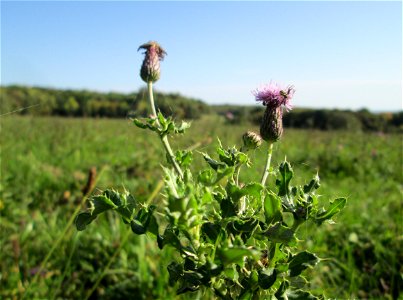 Acker-Kratzdistel (Cirsium arvense) auf der Spicherer Höhe