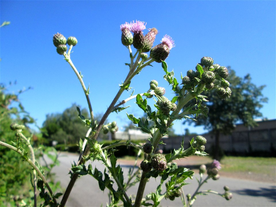 Acker-Kratzdistel (Cirsium arvense) in Brebach