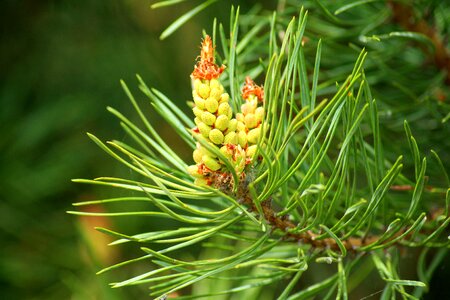 Conifer green pine needles