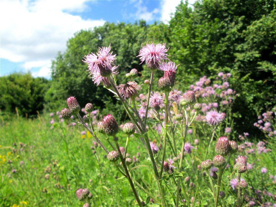 Acker-Kratzdistel (Cirsium arvense) an der Saaraue Güdingen