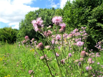 Acker-Kratzdistel (Cirsium arvense) an der Saaraue Güdingen