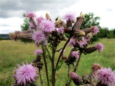Acker-Kratzdistel (Cirsium arvense) bei Ensheim