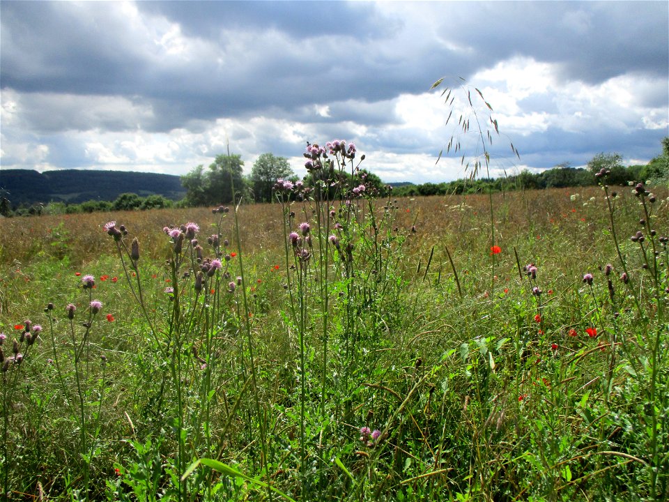 Acker-Kratzdistel (Cirsium arvense) bei Eschringen