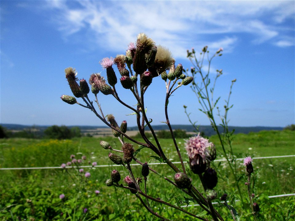 Acker-Kratzdistel (Cirsium arvense) am Wickersberg bei Ensheim