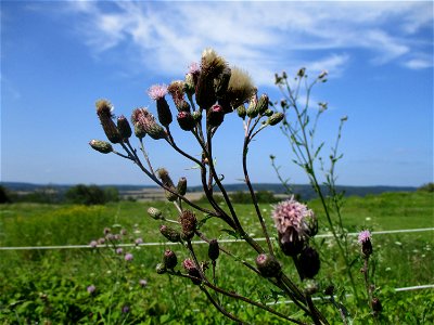Acker-Kratzdistel (Cirsium arvense) am Wickersberg bei Ensheim