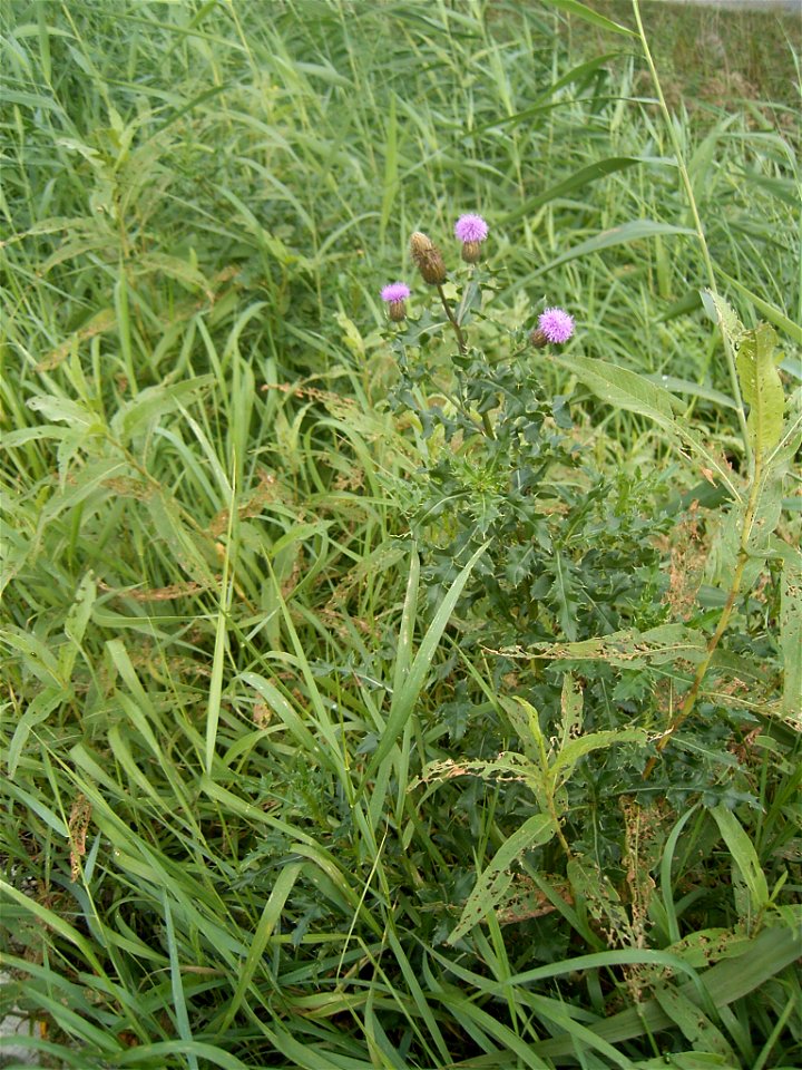 This photo shows Cirsium arvense. I took this photo in Gouda.